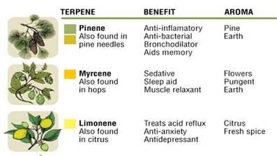 chart of terpenes - eSense Lab creates medicinal cannabis by using organic compounds callded terpenes