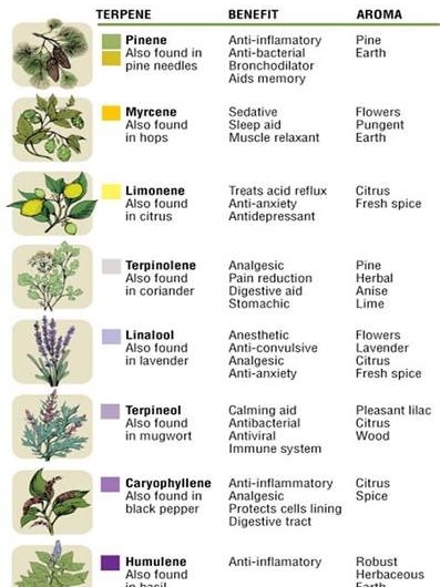 chart of terpenes - eSense Lab creates medicinal cannabis by using organic compounds callded terpenes