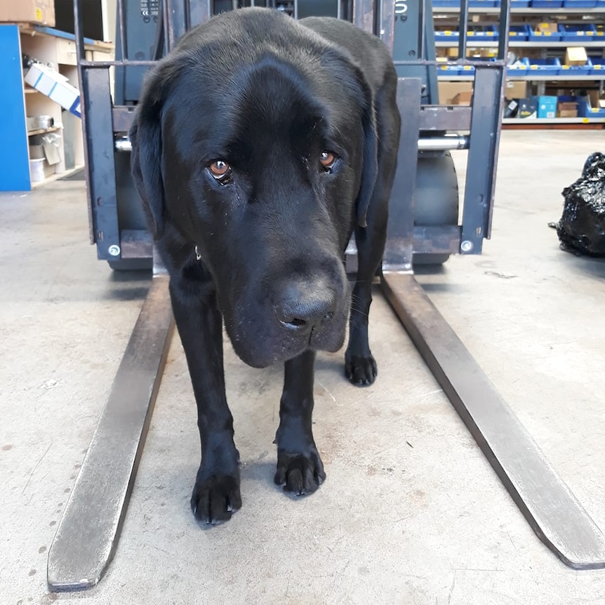 A black Labrador stands in front of a forklift in a warehouse for a story about dogs at work.