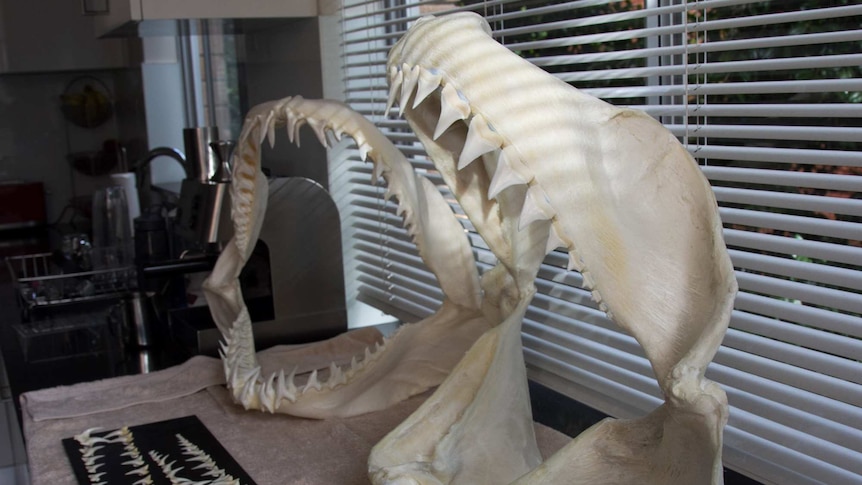 Jaws of a Great White, Mako and Tiger shark sit on the shelf