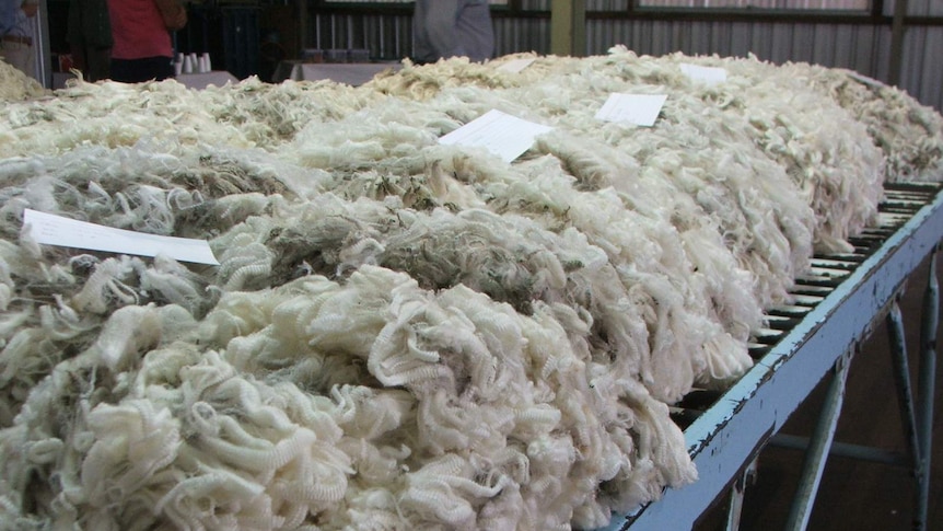 Superfine wool laying out on a table.