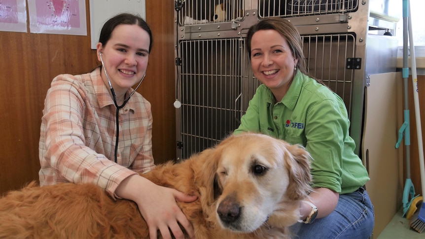 Two women kneeling down behind a golden retriever and caring to it, with one wearing a stethoscope.