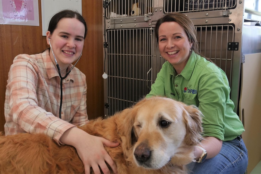 Two women kneeling down behind a golden retriever and caring to it, with one wearing a stethoscope.
