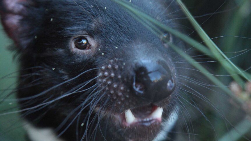Tasmanian devil, still from Max Moller documentary, narrated by Sir David Attenborough.