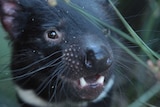 Tasmanian devil, still from Max Moller documentary, narrated by Sir David Attenborough.