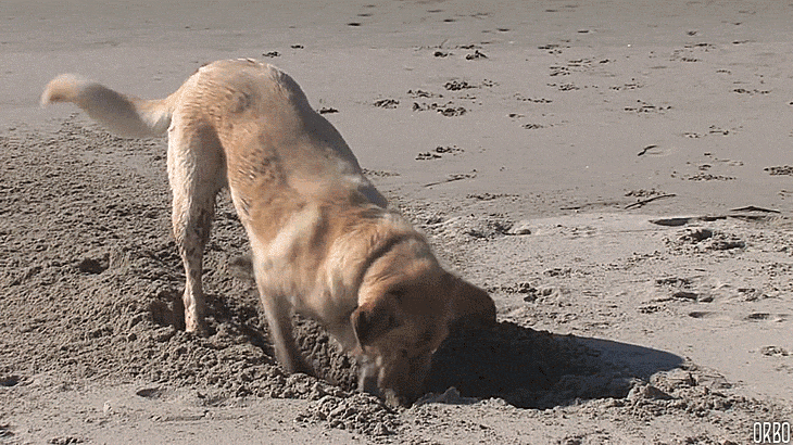Labrador dog digging a hole in the sand