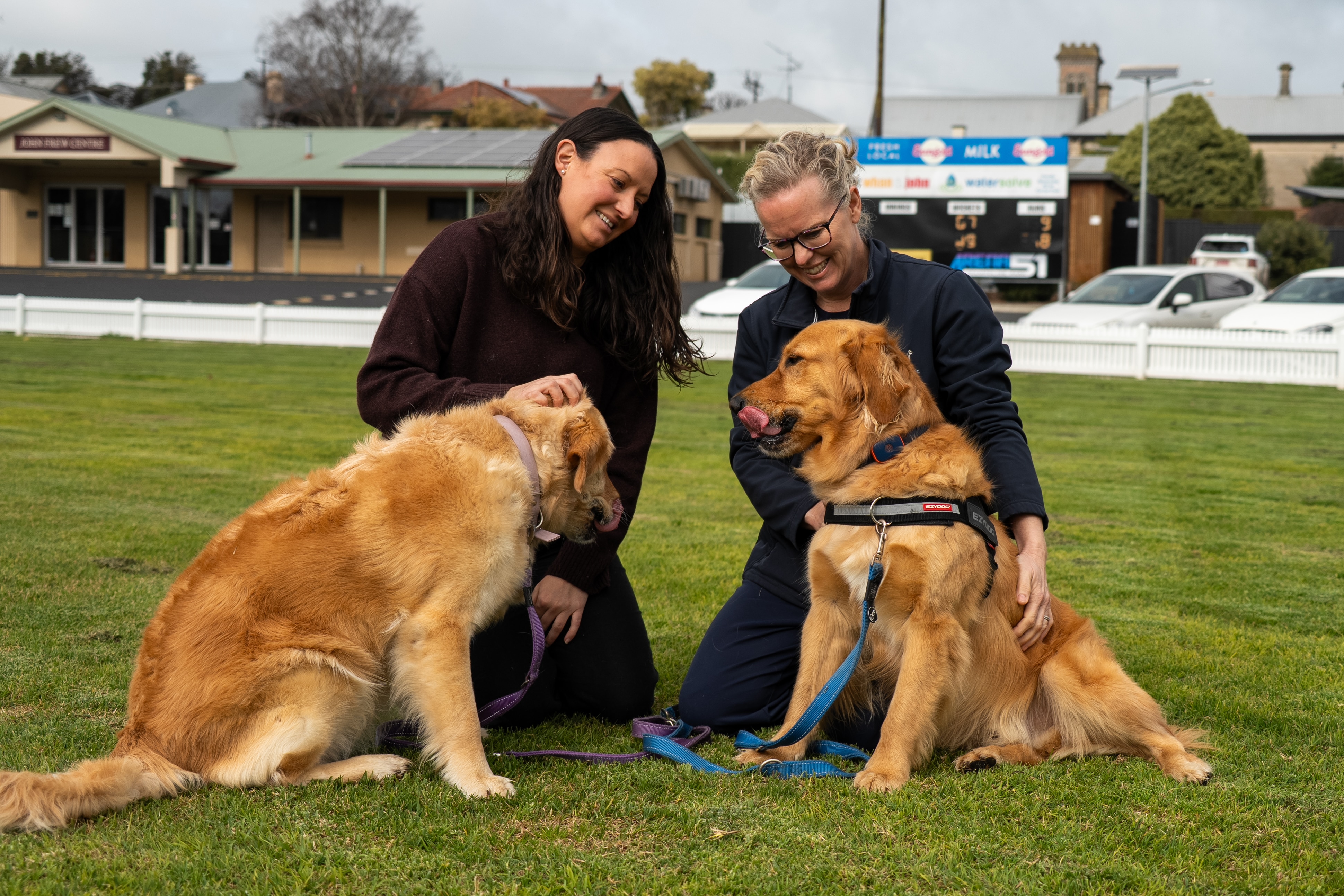 Golden retriever provides life-saving blood donation for another dog