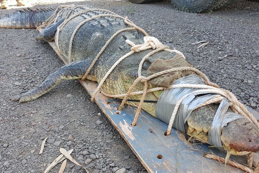 A saltwater crocodile tied to a wooden board after being captured.
