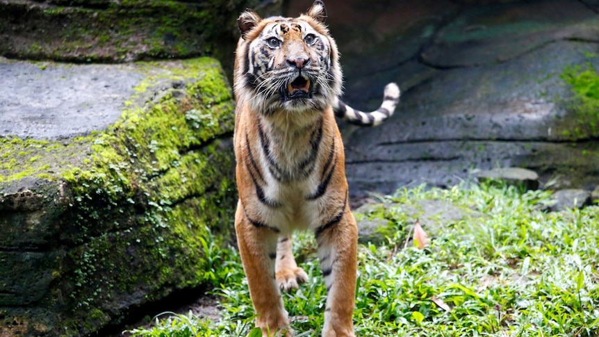 An adult tiger stands proudly on top of a rock with its mouth open and bottom canine teeth visible.
