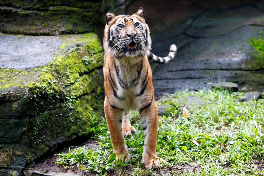 An adult tiger stands proudly on top of a rock with its mouth open and bottom canine teeth visible.