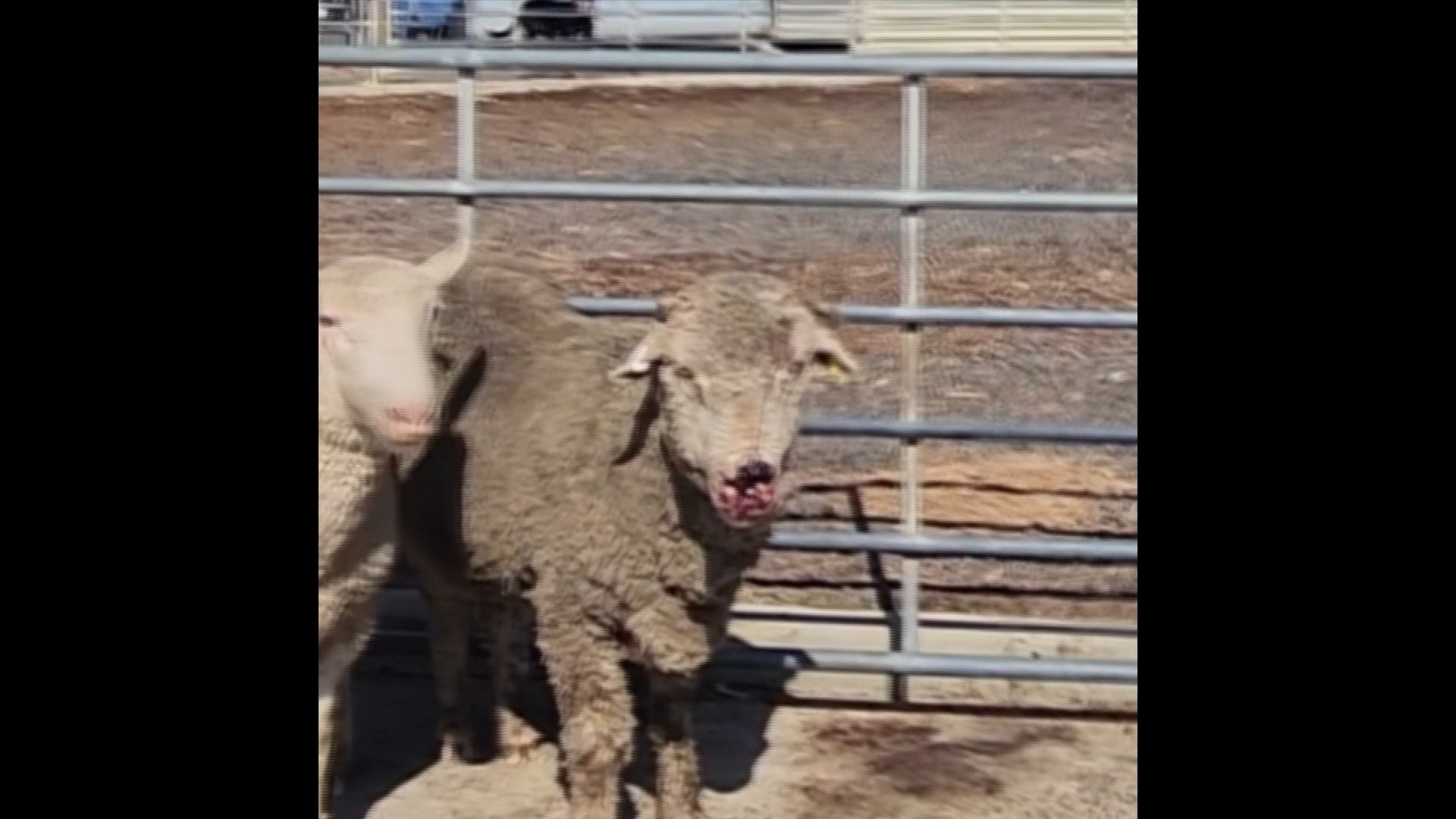 An injured sheep