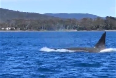 Killer whale surfacing.