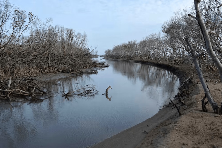 Mangroves stripped of foliage along a small tidal channel near the Robinson River.