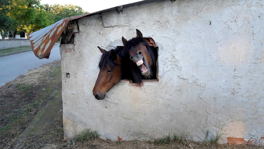Two horses wedge their heads out a small window on the side of their brick stable.