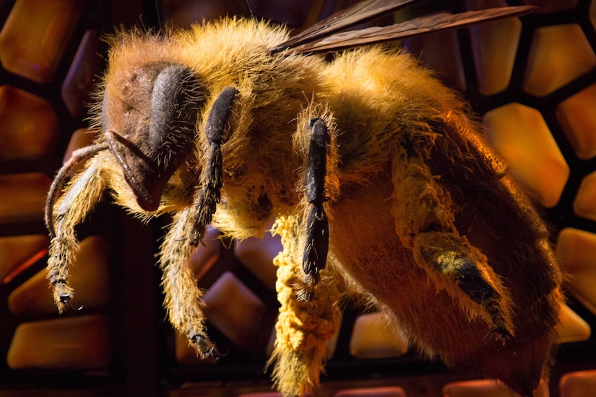 A large model of a Japanese honey bee