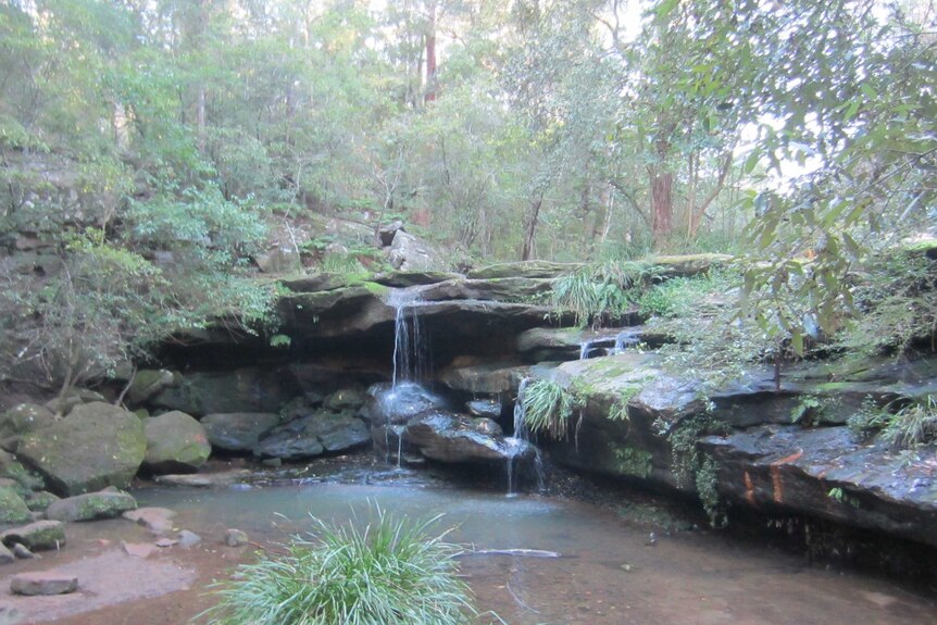 Water runs over a waterfall in a bushy area in Carlingford, Sydney.