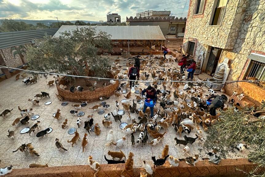 Dozens of cats are fed in a large court yard.