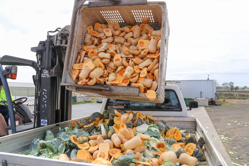 A bin load of pumpkins is tipped into a ute in the Lockyer Valley, January 2020.