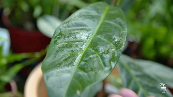 Indoor plant leaf that has been wiped down with a damp cloth