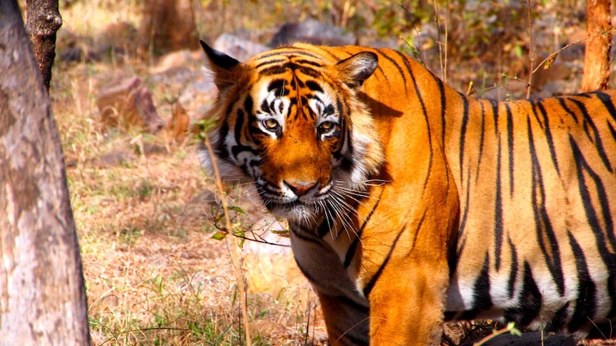 A tiger in India.