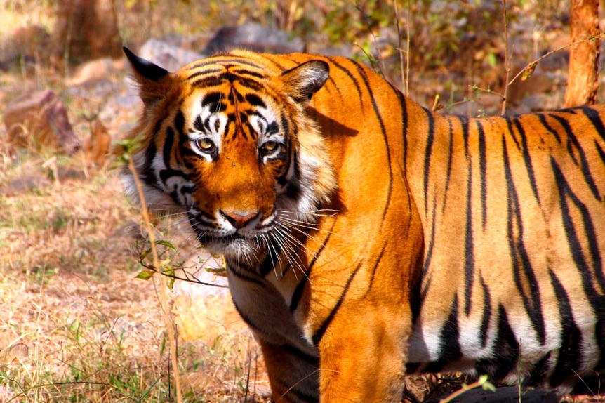 A tiger in India.