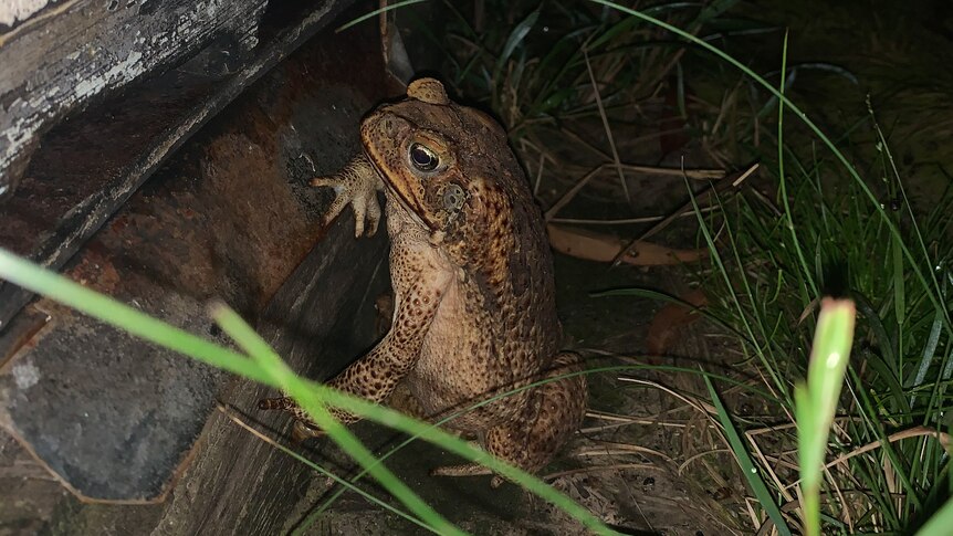 A cane toad waits outside a bee hive in the dark.