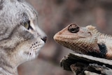 A cat and a lizard face off in a photo montage.