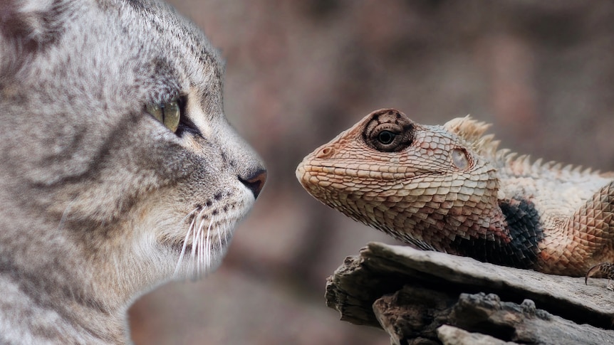 A cat and a lizard face off in a photo montage.