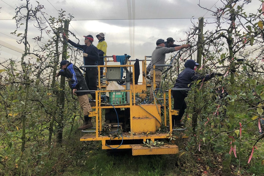 Horticulture workers on the back of a truck pruning apple trees in an orchard