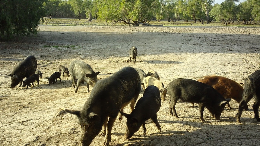 A group of feral pigs wandering around a dry creek bed.