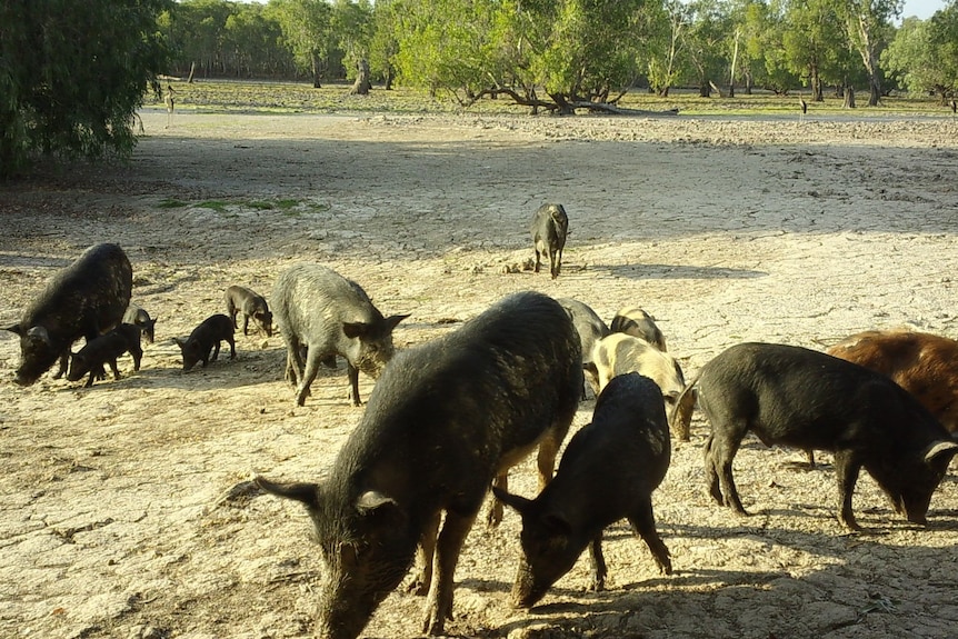 A group of feral pigs wandering around a dry creek bed.