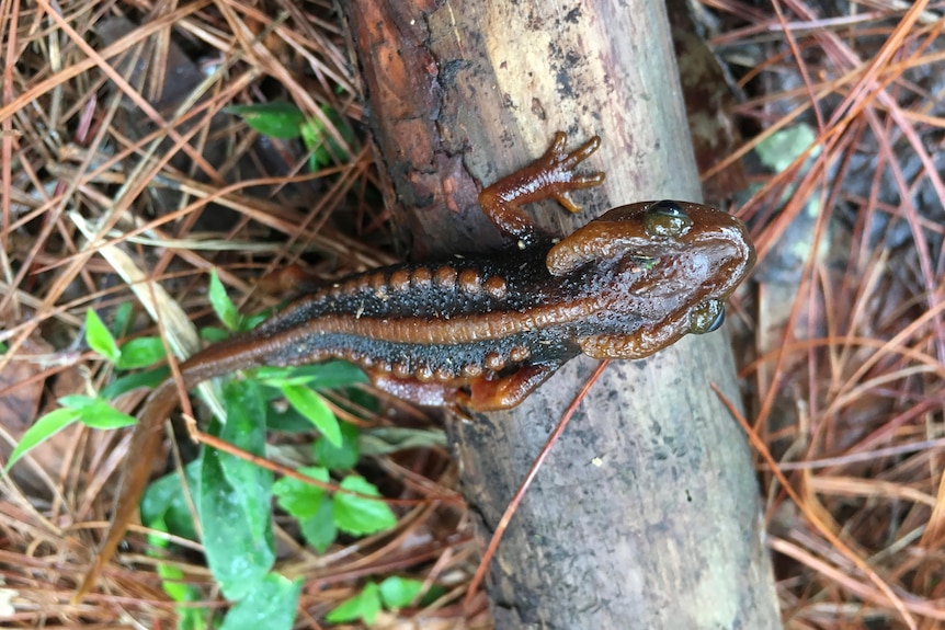 Doi Phu Kha newt sits on a branch.