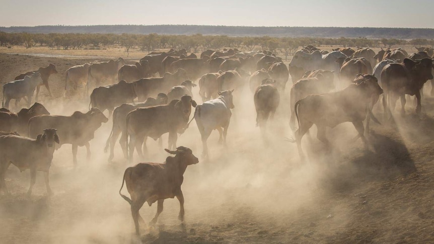 A large group of cattle kick up dust in a broad, flat plain with scattered trees in the background.