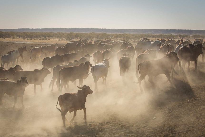 A large group of cattle kick up dust in a broad, flat plain with scattered trees in the background.