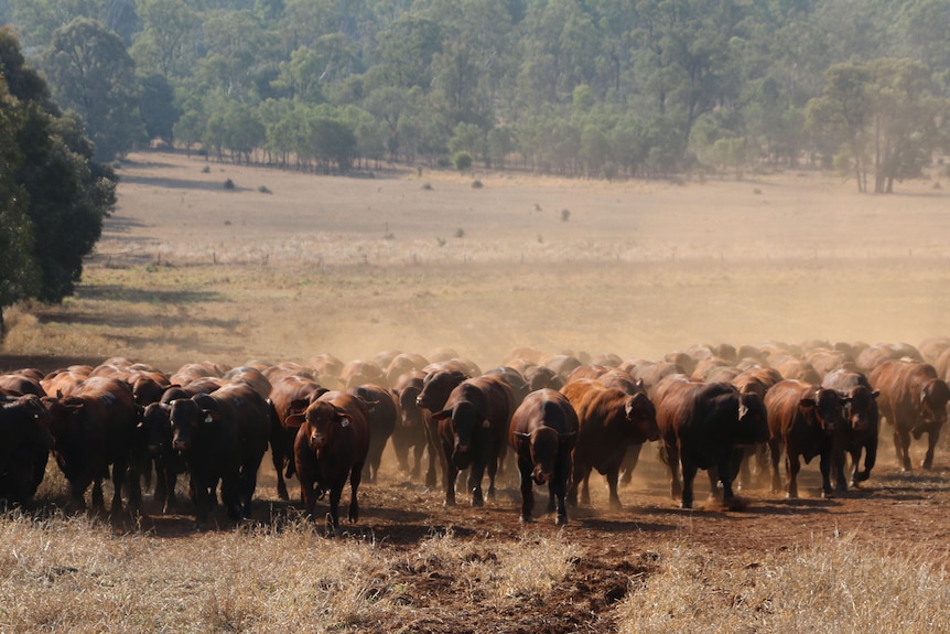 A herd of Santa Gertrudis bulls in a mob in the South Burnett