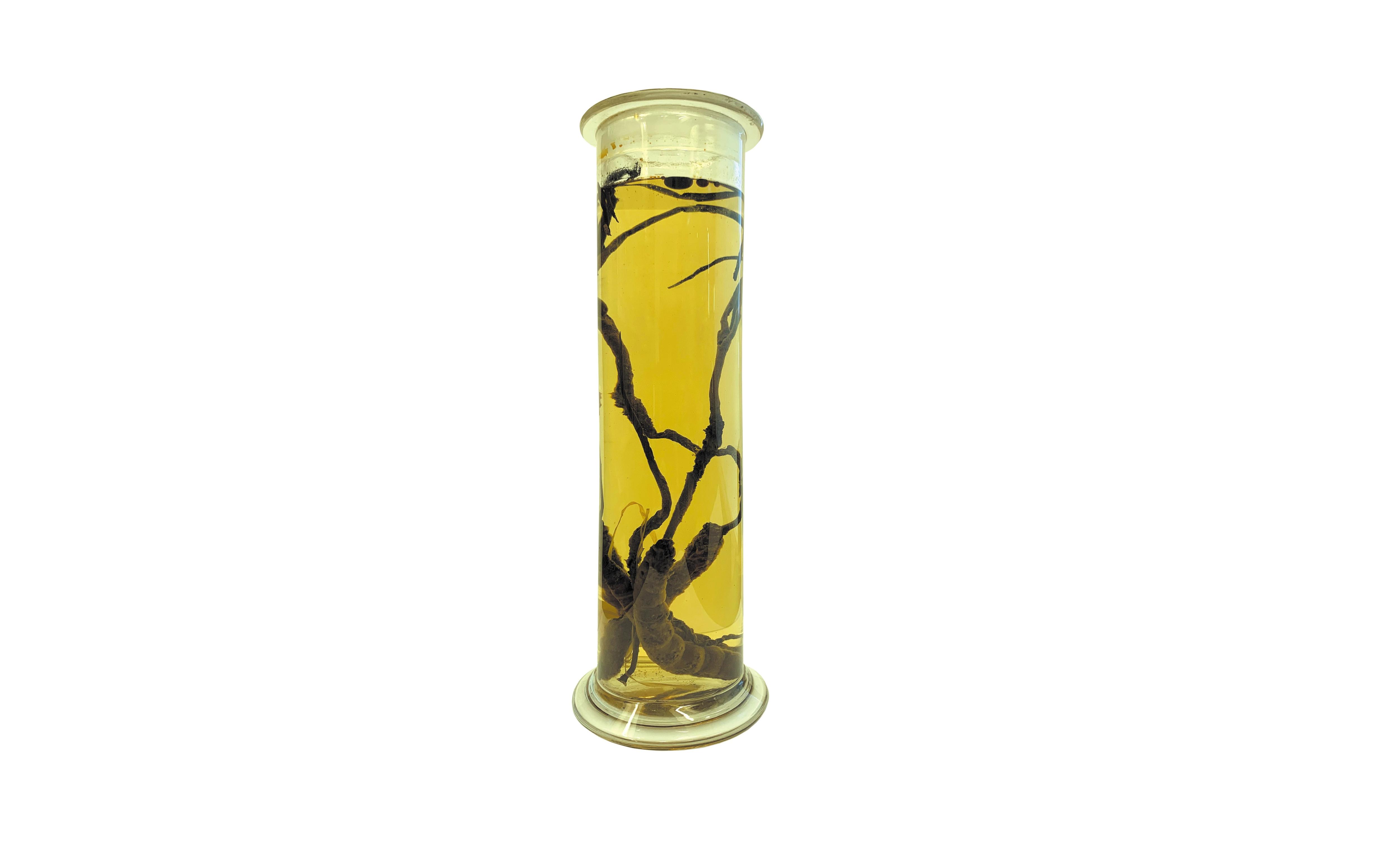 A tall glass jar, full of yellow liquid, with several bugs that have been taken over by long shoots of fungus