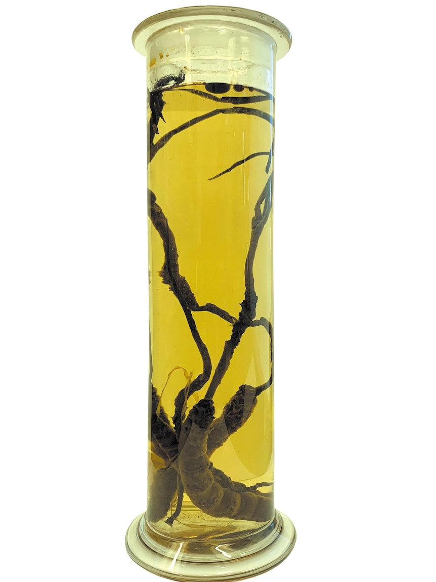 A tall glass jar, full of yellow liquid, with several bugs that have been taken over by long shoots of fungus