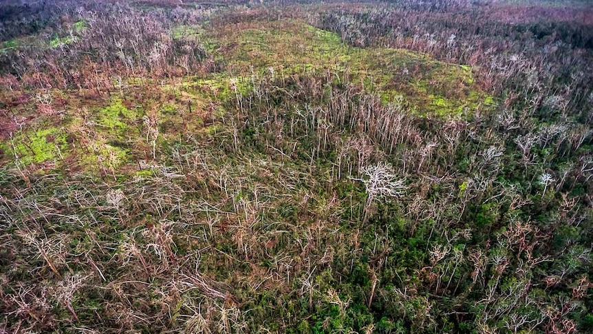Aerial view of fallen trees throughout Iron Range National Park savannah.