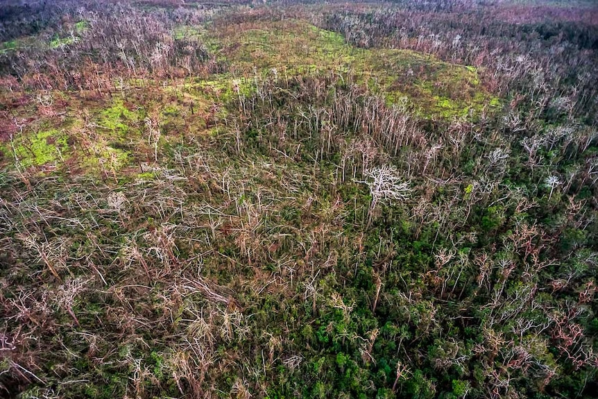 Aerial view of fallen trees throughout Iron Range National Park savannah.