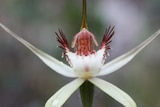 A close up of a delicate white orchid flower  with red center on a thin green stem.
