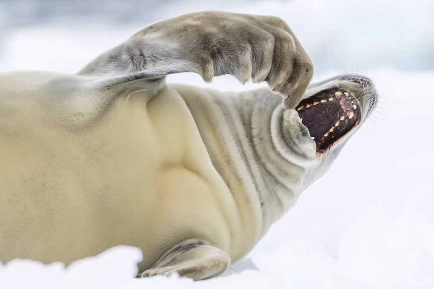 A crabeater seal