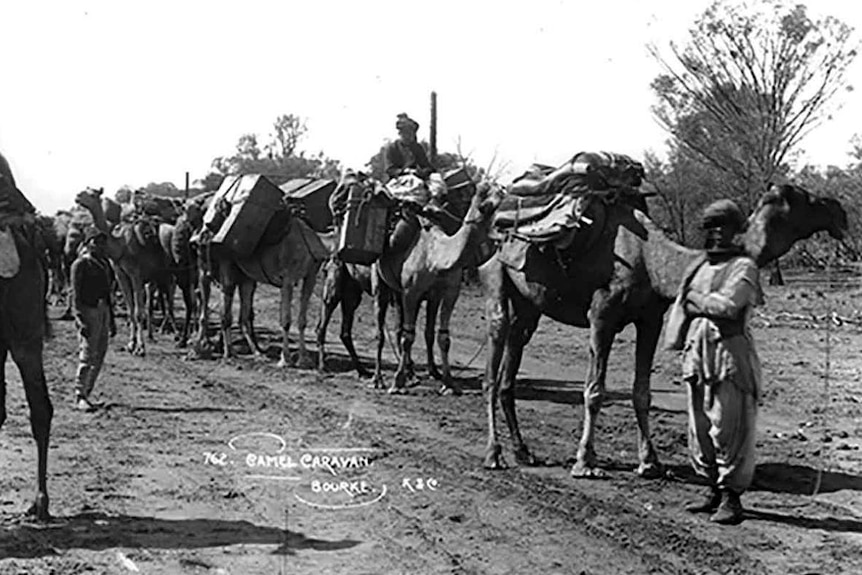 Camels carrying heavy loads in a line