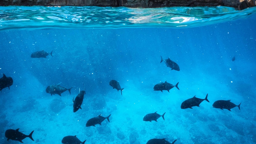 Pictured in the sparkling blue waters is some of the marine life and coral visible in waters right around Christmas Island.