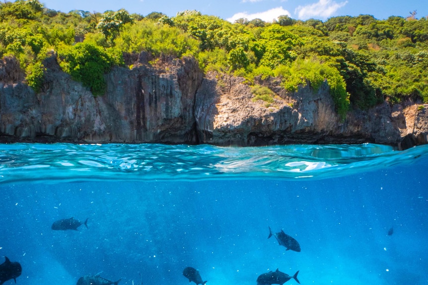 Pictured in the sparkling blue waters is some of the marine life and coral visible in waters right around Christmas Island.