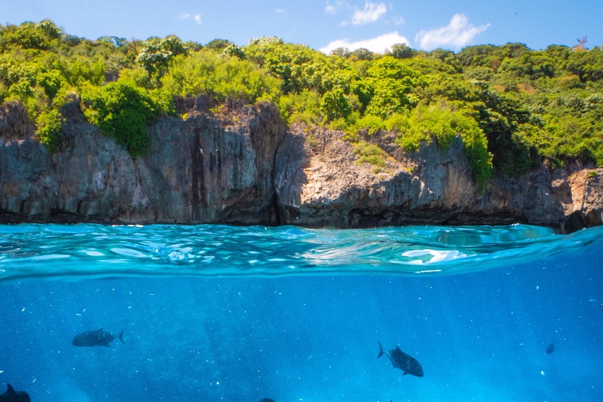 Fish swimming in water, with cliffs in background.