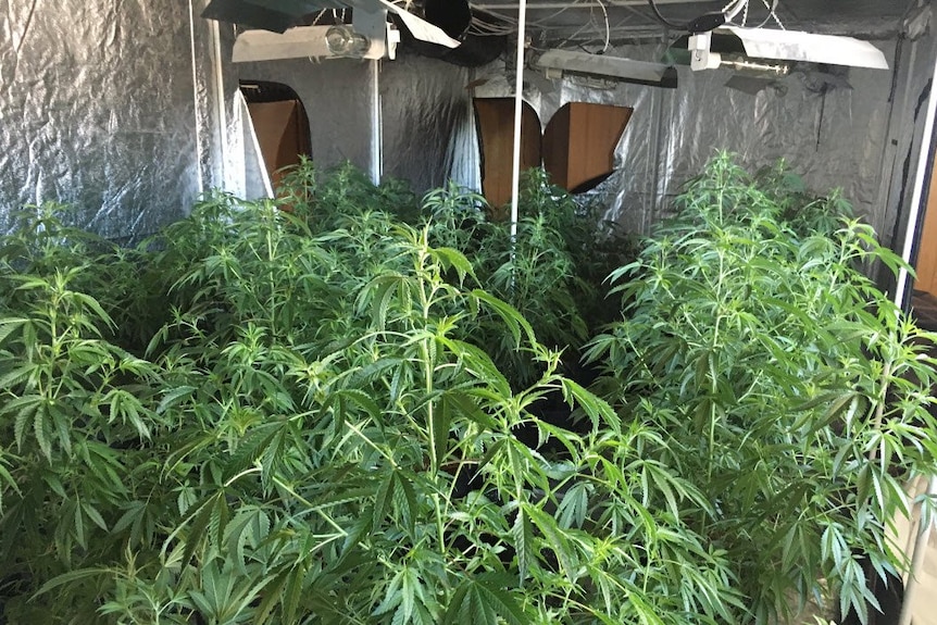 A room filled with marijuana plants.