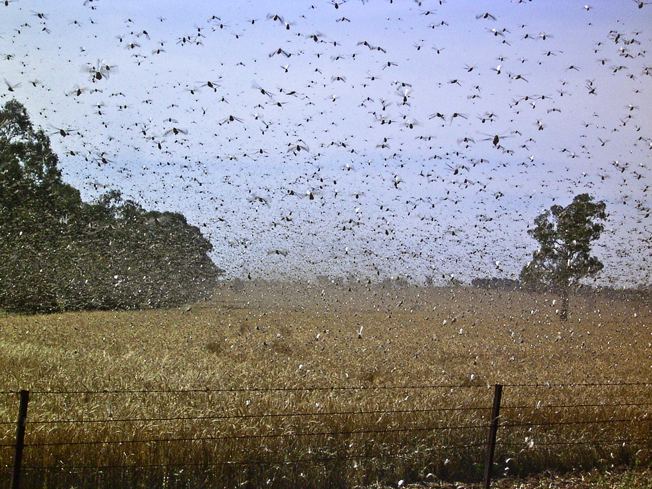 Locust Plague Begins To Strike Farms In Western New South Wales - ABC News