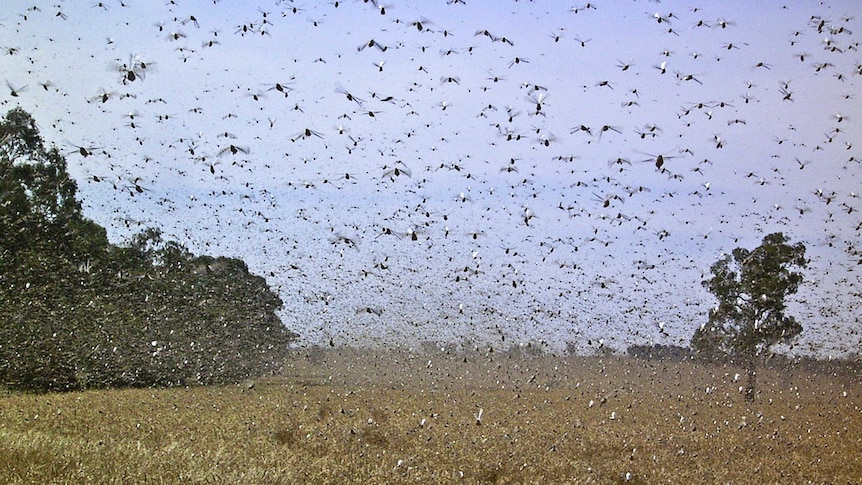 A swarm of thousands of flying locusts over a paddock in NSW.