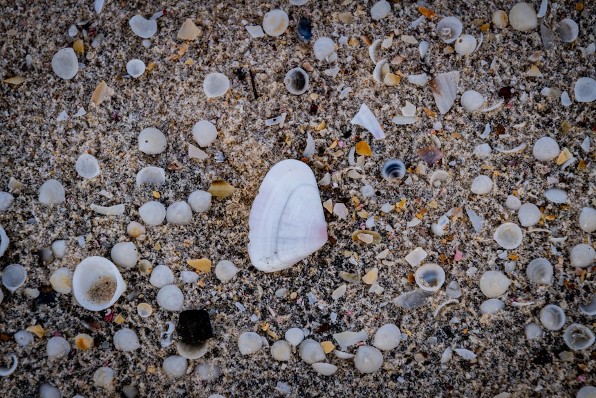 Shells on the beach at Hawks Nest