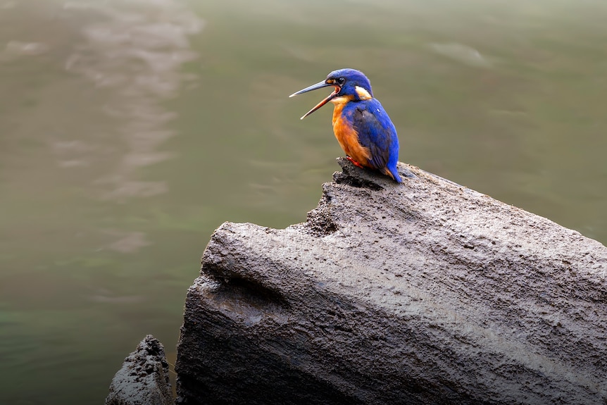 A Tasmanian azure kingfisher sits on a log with its beak open next to a river